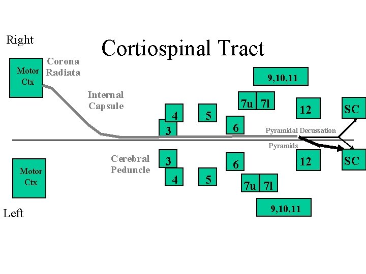 Right Corona Motor Radiata Cortiospinal Tract 9, 10, 11 Ctx Internal Capsule 4 5 Right Corona Motor Radiata Cortiospinal Tract 9, 10, 11 Ctx Internal Capsule 4 5