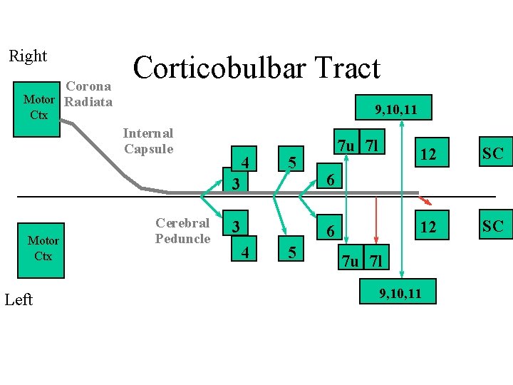 Right Corona Motor Radiata Corticobulbar Tract 9, 10, 11 Ctx Internal Capsule Motor Ctx Right Corona Motor Radiata Corticobulbar Tract 9, 10, 11 Ctx Internal Capsule Motor Ctx