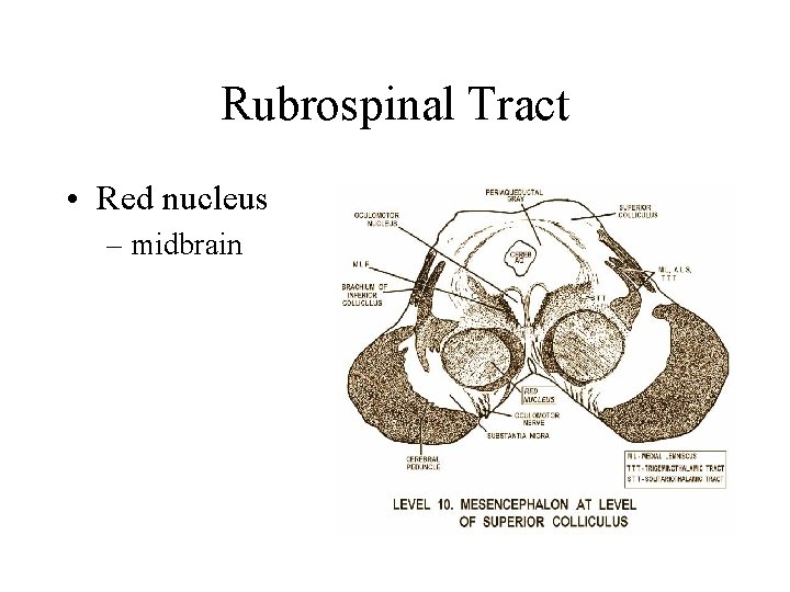 Rubrospinal Tract • Red nucleus – midbrain Rubrospinal Tract • Red nucleus – midbrain