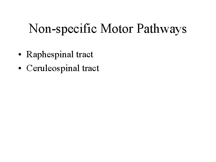 Non-specific Motor Pathways • Raphespinal tract • Ceruleospinal tract Non-specific Motor Pathways • Raphespinal tract • Ceruleospinal tract