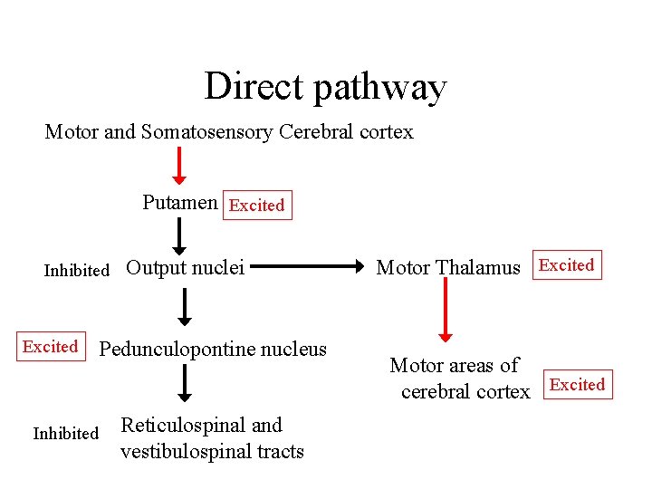 Direct pathway Motor and Somatosensory Cerebral cortex Putamen Excited Inhibited Excited Output nuclei Pedunculopontine Direct pathway Motor and Somatosensory Cerebral cortex Putamen Excited Inhibited Excited Output nuclei Pedunculopontine