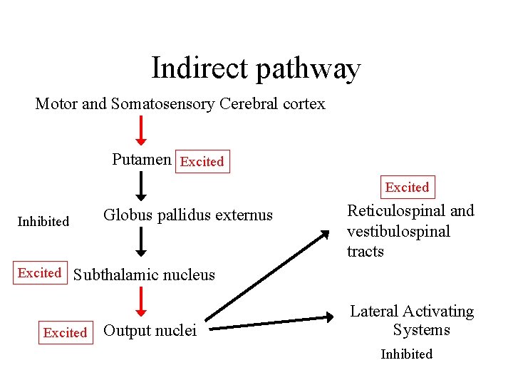 Indirect pathway Motor and Somatosensory Cerebral cortex Putamen Excited Globus pallidus externus Inhibited Excited Indirect pathway Motor and Somatosensory Cerebral cortex Putamen Excited Globus pallidus externus Inhibited Excited