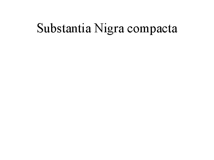 Substantia Nigra compacta Substantia Nigra compacta