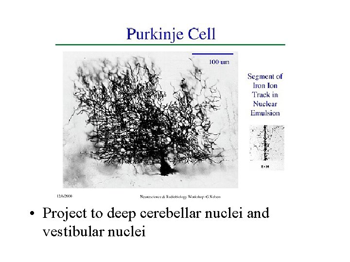 • Project to deep cerebellar nuclei and vestibular nuclei • Project to deep cerebellar nuclei and vestibular nuclei