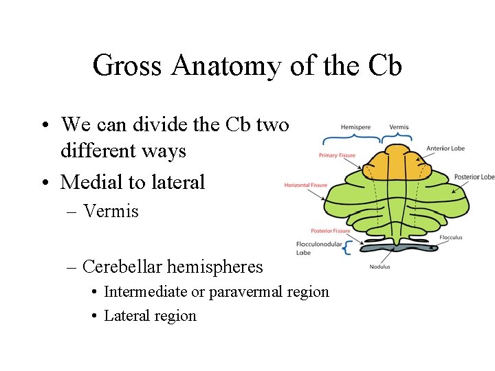 Gross Anatomy of the Cb • We can divide the Cb two different ways Gross Anatomy of the Cb • We can divide the Cb two different ways