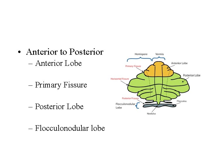 • Anterior to Posterior – Anterior Lobe – Primary Fissure – Posterior Lobe • Anterior to Posterior – Anterior Lobe – Primary Fissure – Posterior Lobe