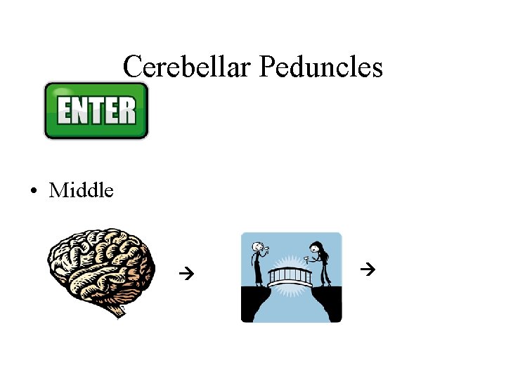 Cerebellar Peduncles • Middle Cerebellar Peduncles • Middle