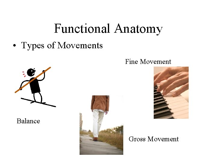 Functional Anatomy • Types of Movements Fine Movement Balance Gross Movement Functional Anatomy • Types of Movements Fine Movement Balance Gross Movement