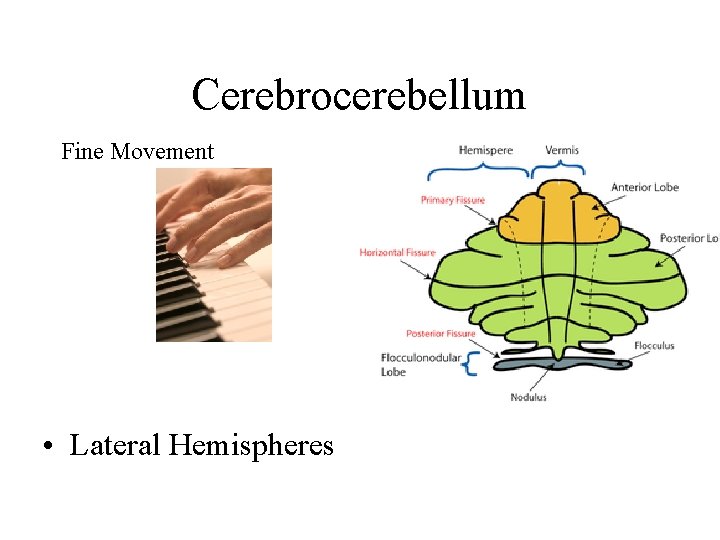 Cerebrocerebellum Fine Movement • Lateral Hemispheres Cerebrocerebellum Fine Movement • Lateral Hemispheres