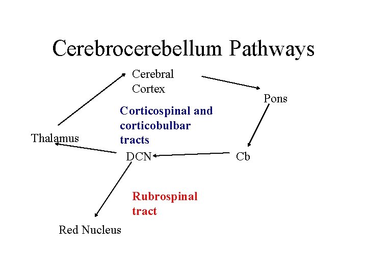 Cerebrocerebellum Pathways Cerebral Cortex Thalamus Corticospinal and corticobulbar tracts DCN Rubrospinal tract Red Nucleus Cerebrocerebellum Pathways Cerebral Cortex Thalamus Corticospinal and corticobulbar tracts DCN Rubrospinal tract Red Nucleus