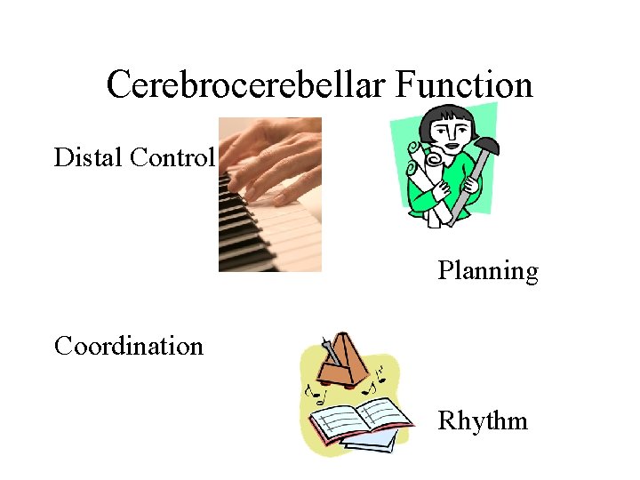 Cerebrocerebellar Function Distal Control Planning Coordination Rhythm Cerebrocerebellar Function Distal Control Planning Coordination Rhythm