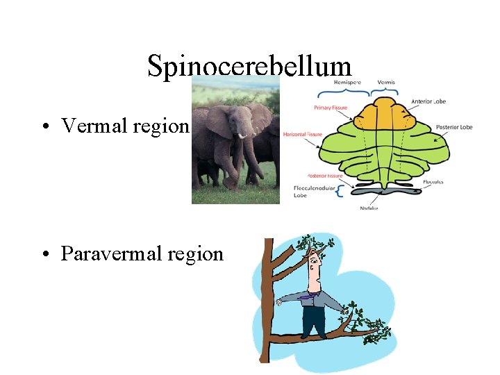 Spinocerebellum • Vermal region • Paravermal region Spinocerebellum • Vermal region • Paravermal region