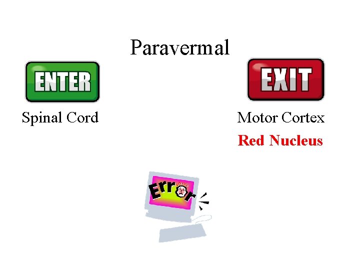 Paravermal Spinal Cord Motor Cortex Red Nucleus Paravermal Spinal Cord Motor Cortex Red Nucleus
