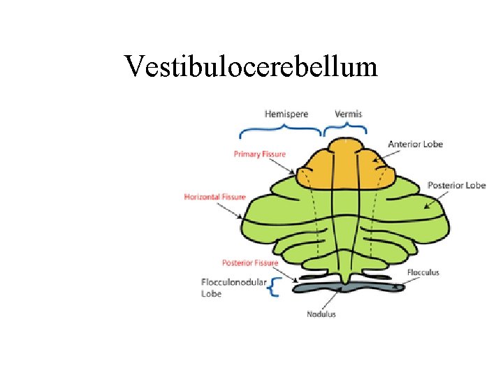 Vestibulocerebellum Vestibulocerebellum