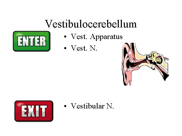Vestibulocerebellum • Vest. Apparatus • Vest. N. • Vestibular N. Vestibulocerebellum • Vest. Apparatus • Vest. N. • Vestibular N.