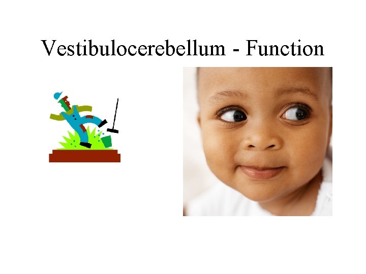 Vestibulocerebellum - Function Vestibulocerebellum - Function