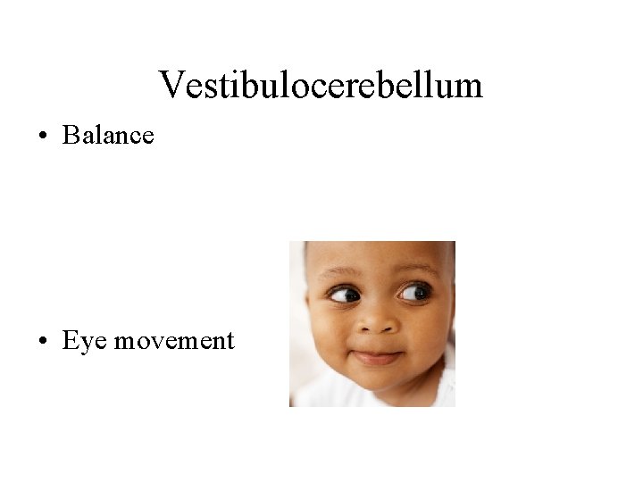 Vestibulocerebellum • Balance • Eye movement Vestibulocerebellum • Balance • Eye movement