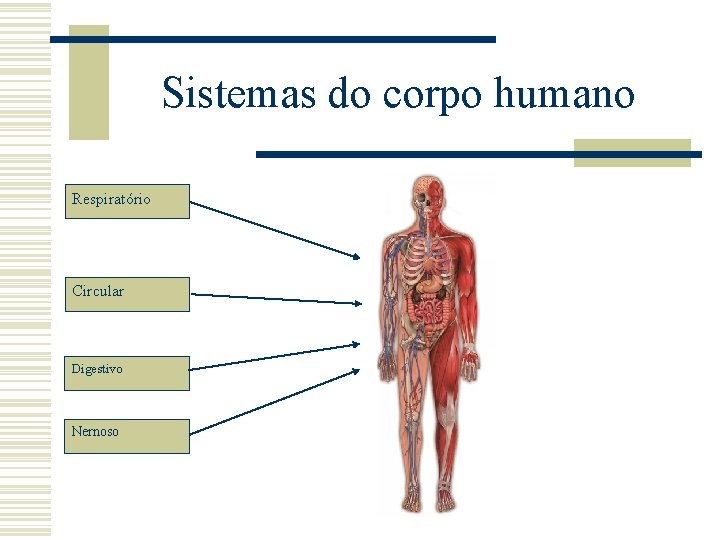 Sistemas do corpo humano Respiratório Circular Digestivo Nernoso Sistemas do corpo humano Respiratório Circular Digestivo Nernoso