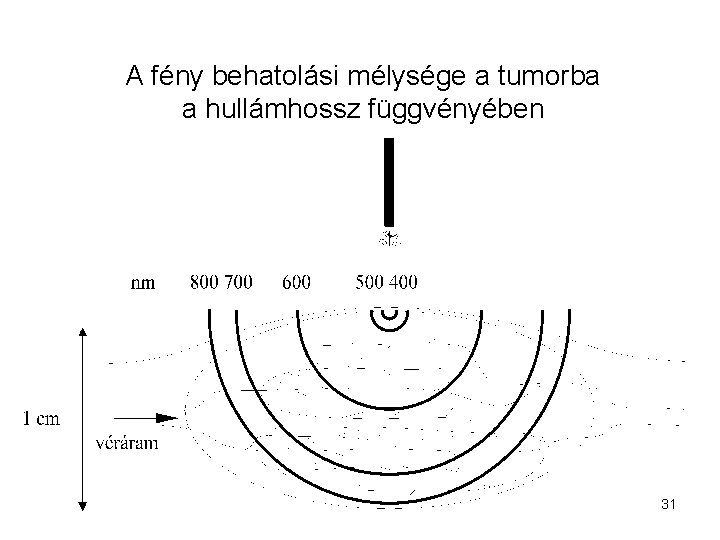 A fény behatolási mélysége a tumorba a hullámhossz függvényében 31 