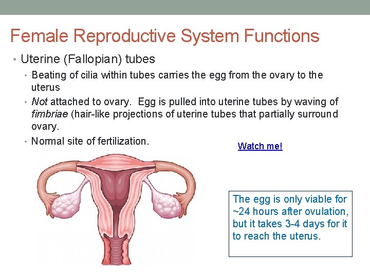 Female Reproductive System Functions • Uterine (Fallopian) tubes • Beating of cilia within tubes