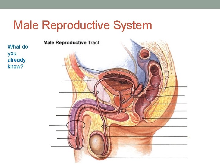 Male Reproductive System What do you already know? 