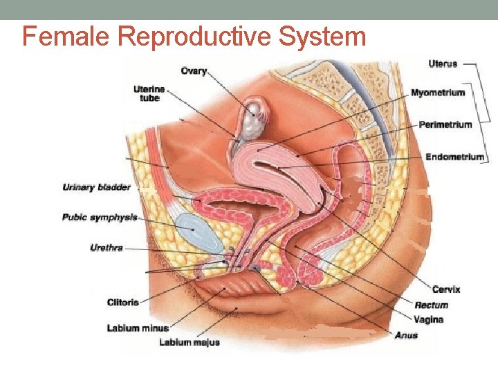 Female Reproductive System 