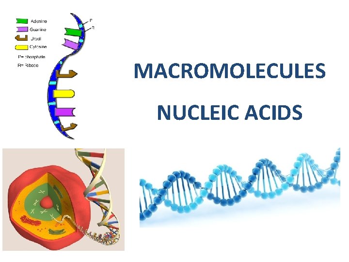 MACROMOLECULES NUCLEIC ACIDS 