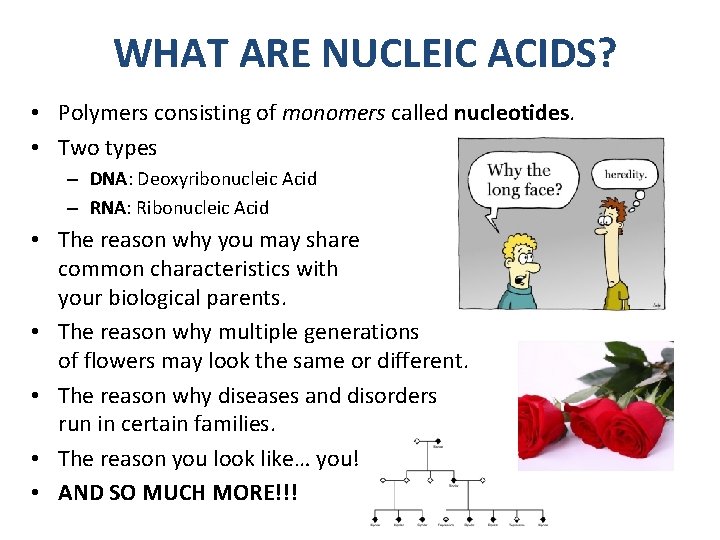 WHAT ARE NUCLEIC ACIDS? • Polymers consisting of monomers called nucleotides. • Two types