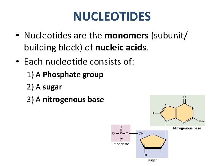 NUCLEOTIDES • Nucleotides are the monomers (subunit/ building block) of nucleic acids. • Each