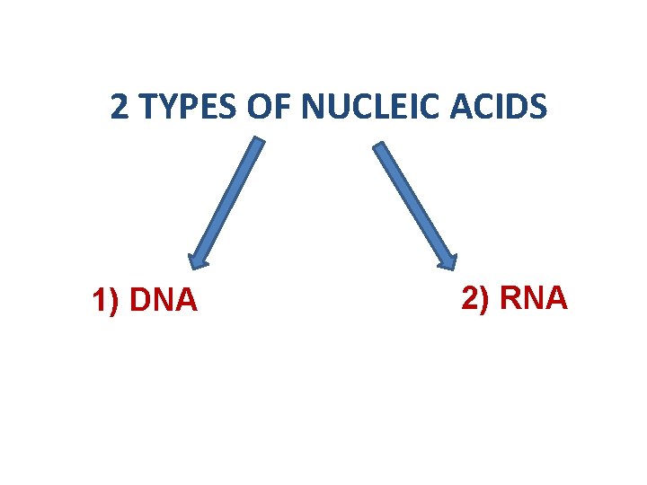 2 TYPES OF NUCLEIC ACIDS 1) DNA 2) RNA 