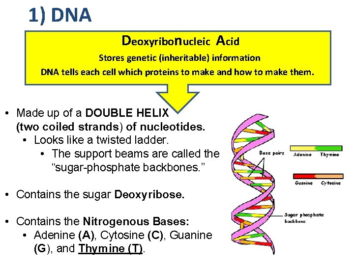 1) DNA Deoxyribonucleic Acid Stores genetic (inheritable) information DNA tells each cell which proteins