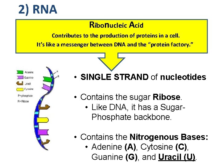 2) RNA Ribonucleic Acid Contributes to the production of proteins in a cell. It’s