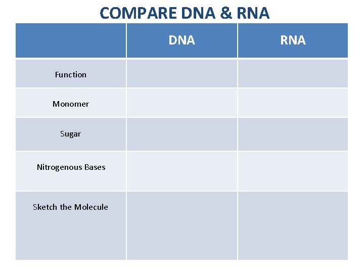 COMPARE DNA & RNA DNA Function Monomer Sugar Nitrogenous Bases Sketch the Molecule RNA