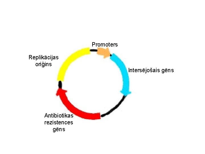 Promoters Replikācijas oriģins Antibiotikas rezistences gēns Intersējošais gēns 