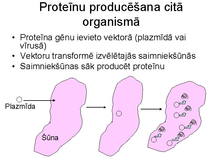 Proteīnu producēšana citā organismā • Proteīna gēnu ievieto vektorā (plazmīdā vai vīrusā) • Vektoru