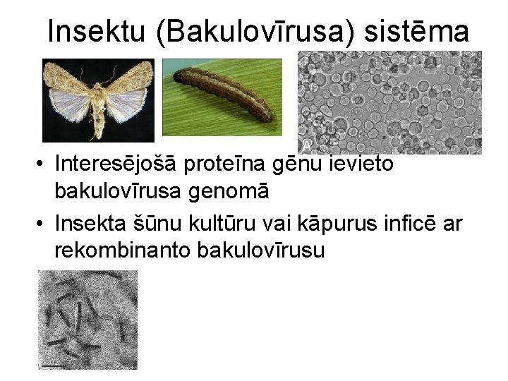 Insektu (Bakulovīrusa) sistēma • Interesējošā proteīna gēnu ievieto bakulovīrusa genomā • Insekta šūnu kultūru