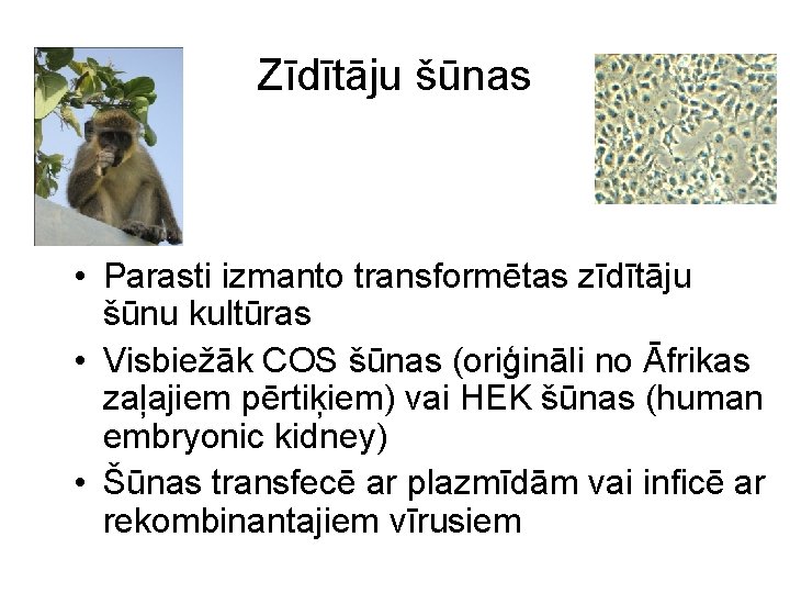Zīdītāju šūnas • Parasti izmanto transformētas zīdītāju šūnu kultūras • Visbiežāk COS šūnas (oriģināli