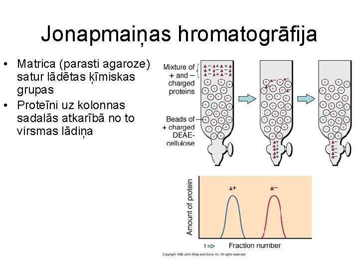 Jonapmaiņas hromatogrāfija • Matrica (parasti agaroze) satur lādētas ķīmiskas grupas • Proteīni uz kolonnas