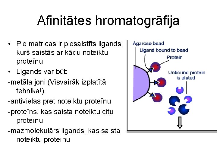 Afinitātes hromatogrāfija • Pie matricas ir piesaistīts ligands, kurš saistās ar kādu noteiktu proteīnu