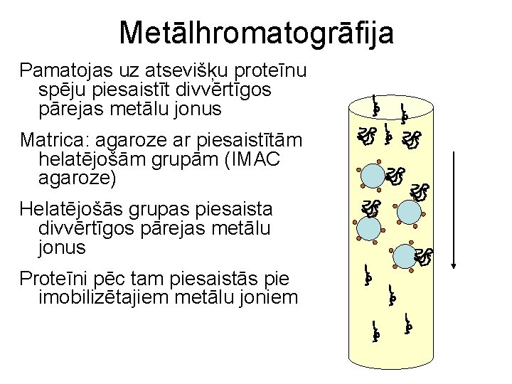 Metālhromatogrāfija Pamatojas uz atsevišķu proteīnu spēju piesaistīt divvērtīgos pārejas metālu jonus Matrica: agaroze ar