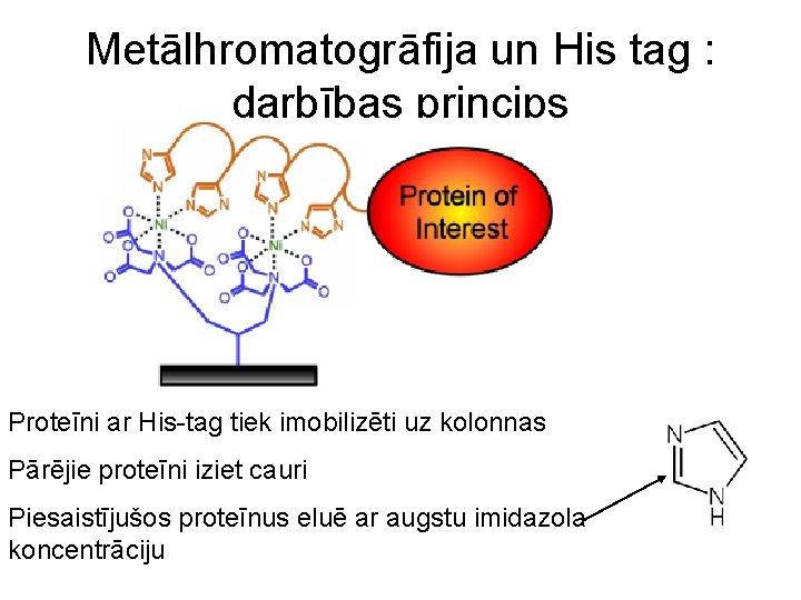 Metālhromatogrāfija un His tag : darbības princips Proteīni ar His-tag tiek imobilizēti uz kolonnas