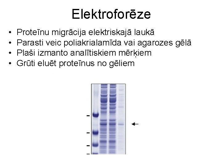 Elektroforēze • • Proteīnu migrācija elektriskajā laukā Parasti veic poliakrialamīda vai agarozes gēlā Plaši