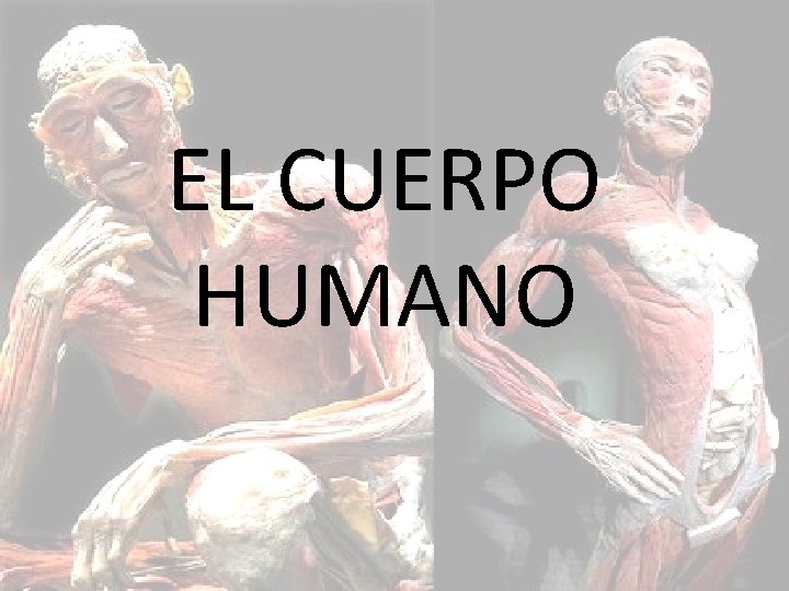 EL CUERPO HUMANO 