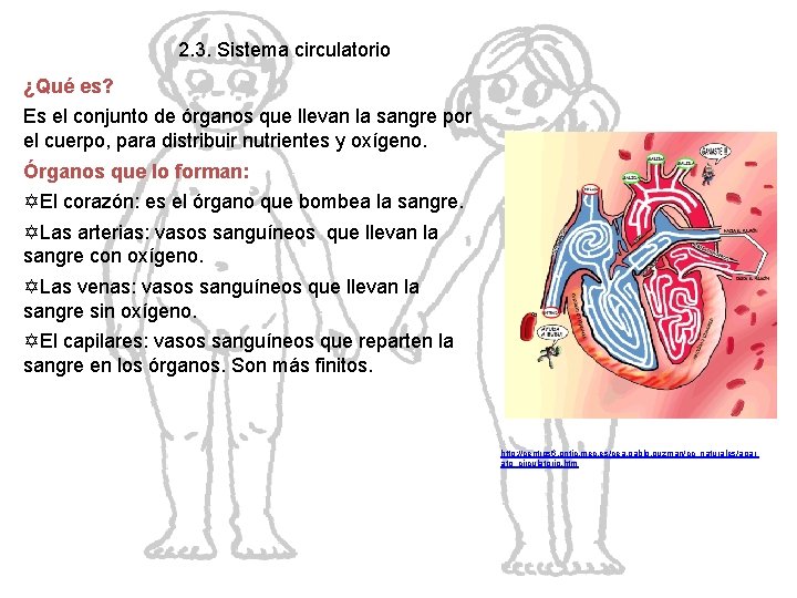 2. 3. Sistema circulatorio ¿Qué es? Es el conjunto de órganos que llevan la