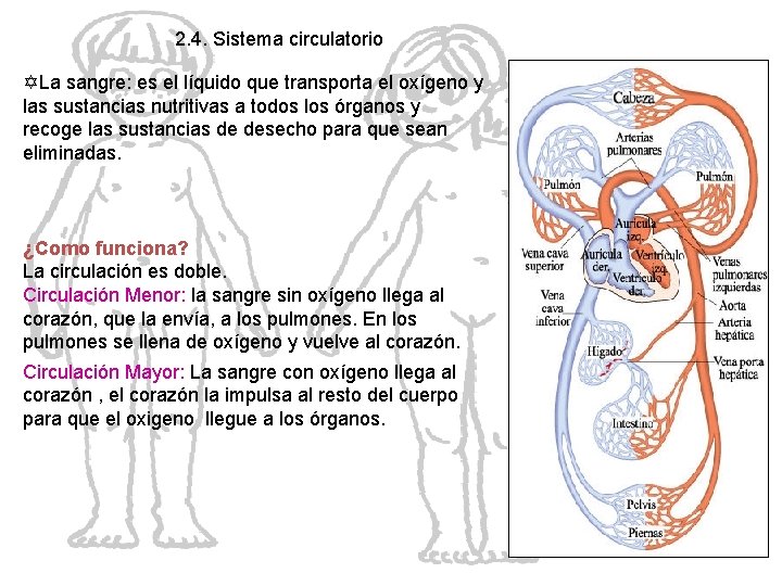 2. 4. Sistema circulatorio YLa sangre: es el líquido que transporta el oxígeno y