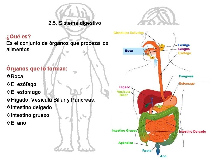 2. 5. Sistema digestivo ¿Qué es? Es el conjunto de órganos que procesa los