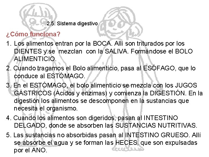 2. 5. Sistema digestivo ¿Cómo funciona? 1. Los alimentos entran por la BOCA. Allí