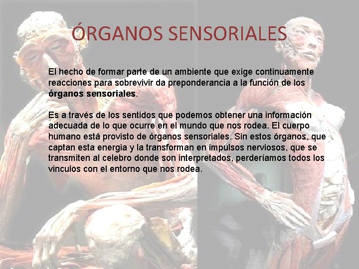 ÓRGANOS SENSORIALES El hecho de formar parte de un ambiente que exige continuamente reacciones