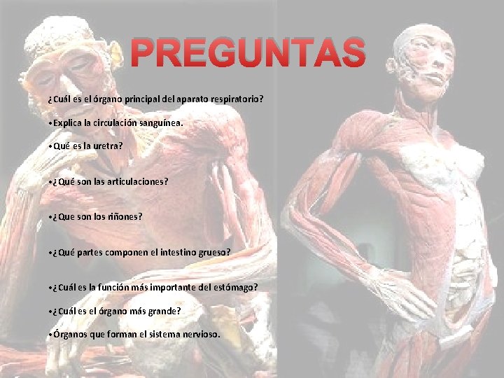 PREGUNTAS ¿Cuál es el órgano principal del aparato respiratorio? • Explica la circulación sanguínea.