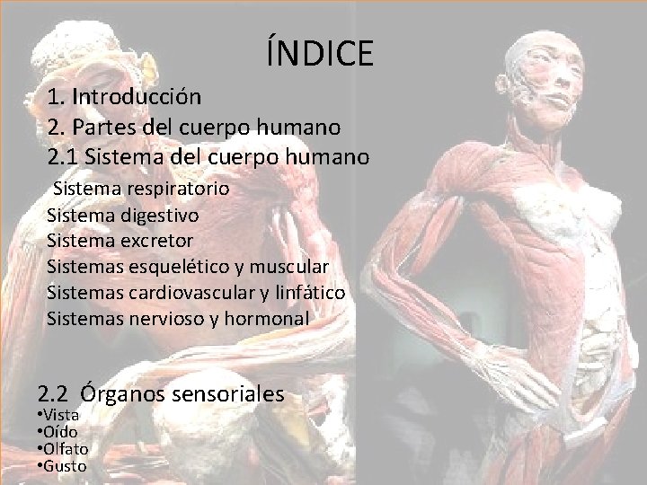 ÍNDICE 1. Introducción 2. Partes del cuerpo humano 2. 1 Sistema del cuerpo humano